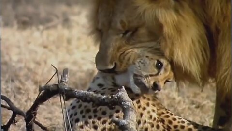 LION BRUTALLY KILLS A CHEETAH WILD VS WILD #lion #cheetah