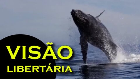 Otakus comem baleia - HD | Visão Libertária - 05/07/19 | ANCAPSU