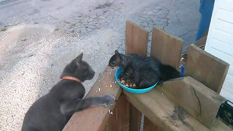 cats and squirrels 3