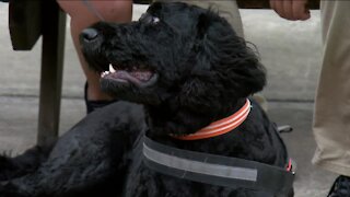 Burlington High School welcomes therapy dog Tryg to class