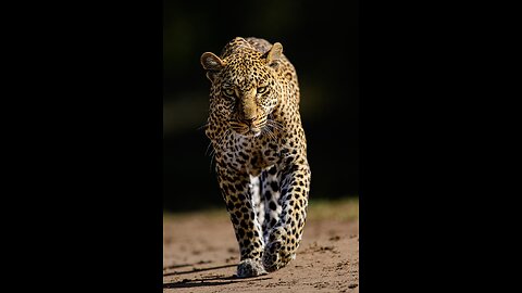 Intersting Facts About Leopards || Best Facts