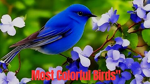 Feathers of Wonder 4k: The World's Most Colorful Birds"