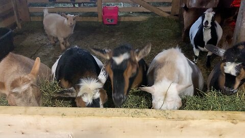 Girls staying warm in the barn
