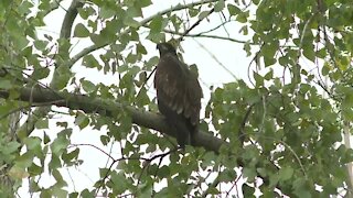 Bald Eagle nursed back to health by local conservation groups