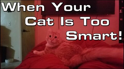 Off Topic: When Your Cat Is Too Smart!