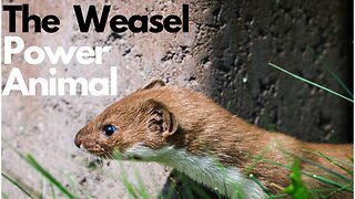 The Weasel Power Animal