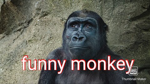 Funny monkey fight