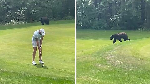 Canadian Stays Totally Calm As Bear Casually Walks By Golf Course
