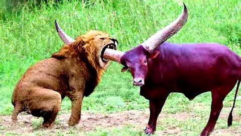 Top 10 Animals Fight with Wrong Opponent | Animals who messed with the WRONG opponent