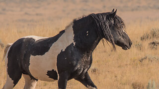 Wild Mustangs of McCullough Peaks in Wyoming by Karen King