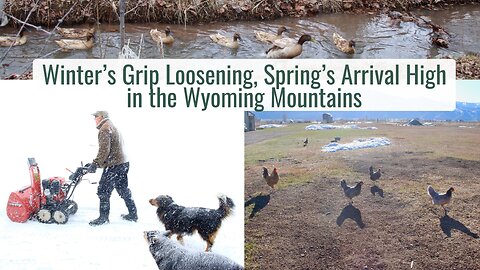 Winter's Grip Loosening, Spring's Arrival High in the Wyoming Mountains - New Babies, Green Sprouts
