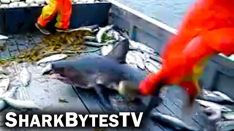 Dangerous Close Encounters Caught on Video - Shark Bytes TV Episode 11 - Salmon Shark Showdown