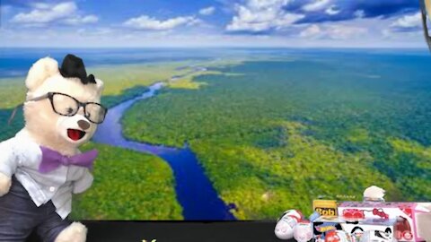 Learn about Rainforests with Chumsky Bear | Earth Science | Educational Videos for Kids