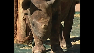 Rhino Orphanage