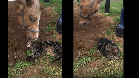 Unbreakable Bond: Kitty and Horse Share Heartwarming Friendship