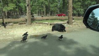 Bearizona | Bears having lunch