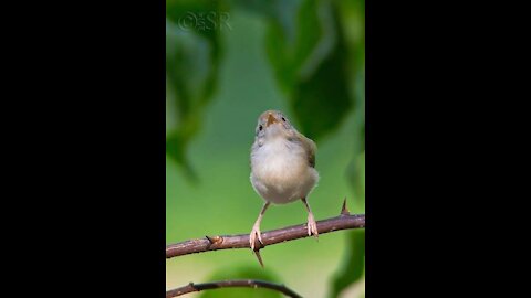 Sparrow and rain