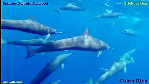 Spinner Dolphin Mega Pod in the Offshore Osa Hot Spot, Costa Rica.