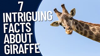 7 Intriguing Facts about Giraffe