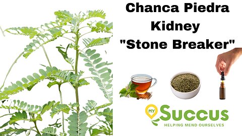 Chanca Piedra "Kidney Stone" Breaker