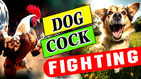 Dog Vs Cock Funny Fighting