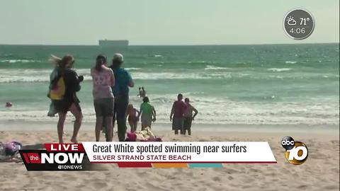 Great white spotted swimming near surfers