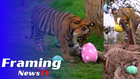 Tingkah Lucu Hewan saat Diberikan Telur Paskah di Kebun Binatang London