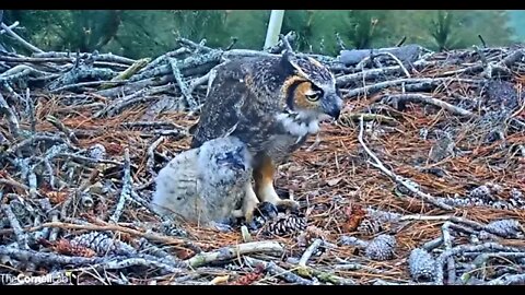 Mom and Her Owlet Share Breakfast 🦉 3/11/22 07:31