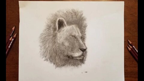 Drawing a Lion - With Pencil and Ink.