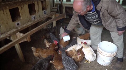 #150--Muscovy Ducks and Chickens in Early February