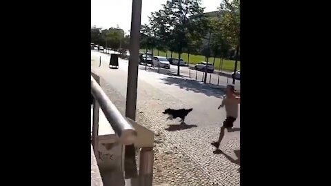Doggo loves to challenge his human in a little Parkour (vs) Barkour race