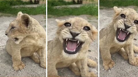You Will Be Surprised to See a Baby Lion Roaring Like an Innocent Child