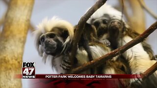 Potter Park Zoo announces birth of endangered Cotton-Top Tamarins