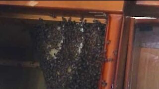 Un essaim d'abeille trouvé dans un placard