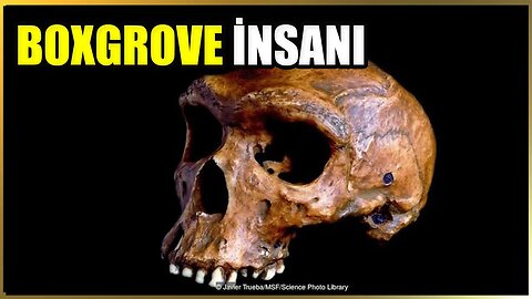 Boxgrove İnsanı | Homo heidelbergensis
