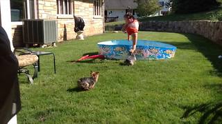 Two Dogs Chase A Little Girl Into A Kiddie Pool