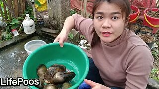 Tìm kiếm ngọc trai,Sơ chế làm sạch con trai trai _ LifePoos