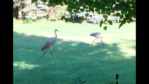 A pair of sandhill cranes