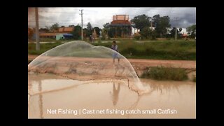 Net Fishing | Cast net fishing catch small Catfish