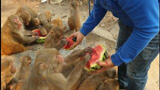 feeding watermelon to the wild monkey || A man with a golden heart