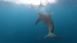 Diver films deadly shark attack!