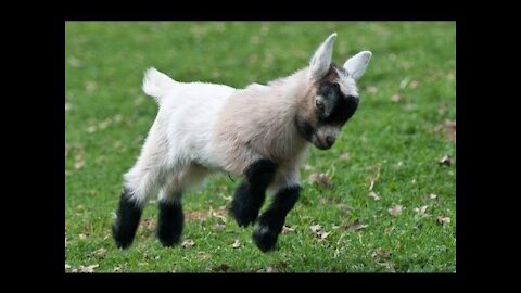 baby goat accelerating a lot