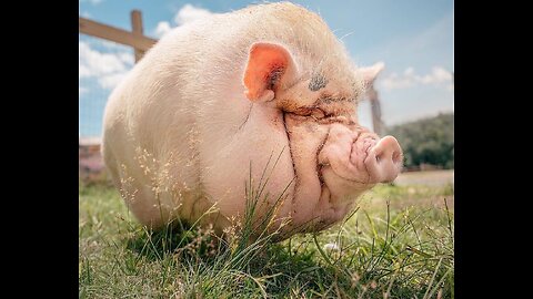 It is physically impossible for pigs to look up into the sky