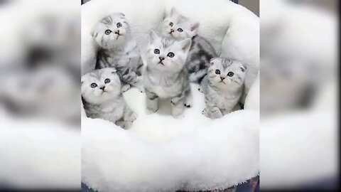 Five cats sit as statues