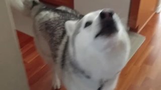 Passionate husky lovingly welcomes home owner