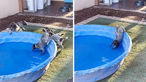 Puppy's First Time In The Pool Is Adorably Hilarious