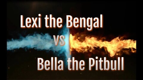 Lexi the Bengal VS. Bella the Pitbull