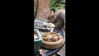 Meet Lush, she is a hungry squirrel.