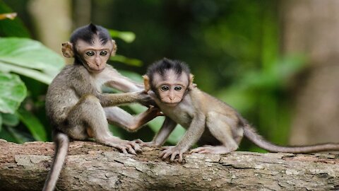 Watch a small monkey start to learn to walk