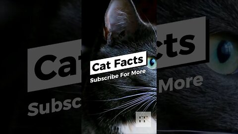 Cat Facts - You Don't Know 😺😺😺😸😺😻 #cats #catfancy #catlover #cat #catvideos #catsoftiktok